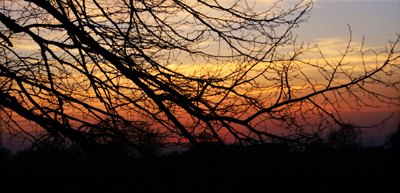 avondrood door takken